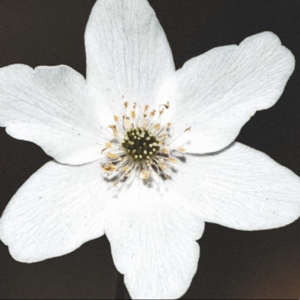 Meet your Posher, Kristan